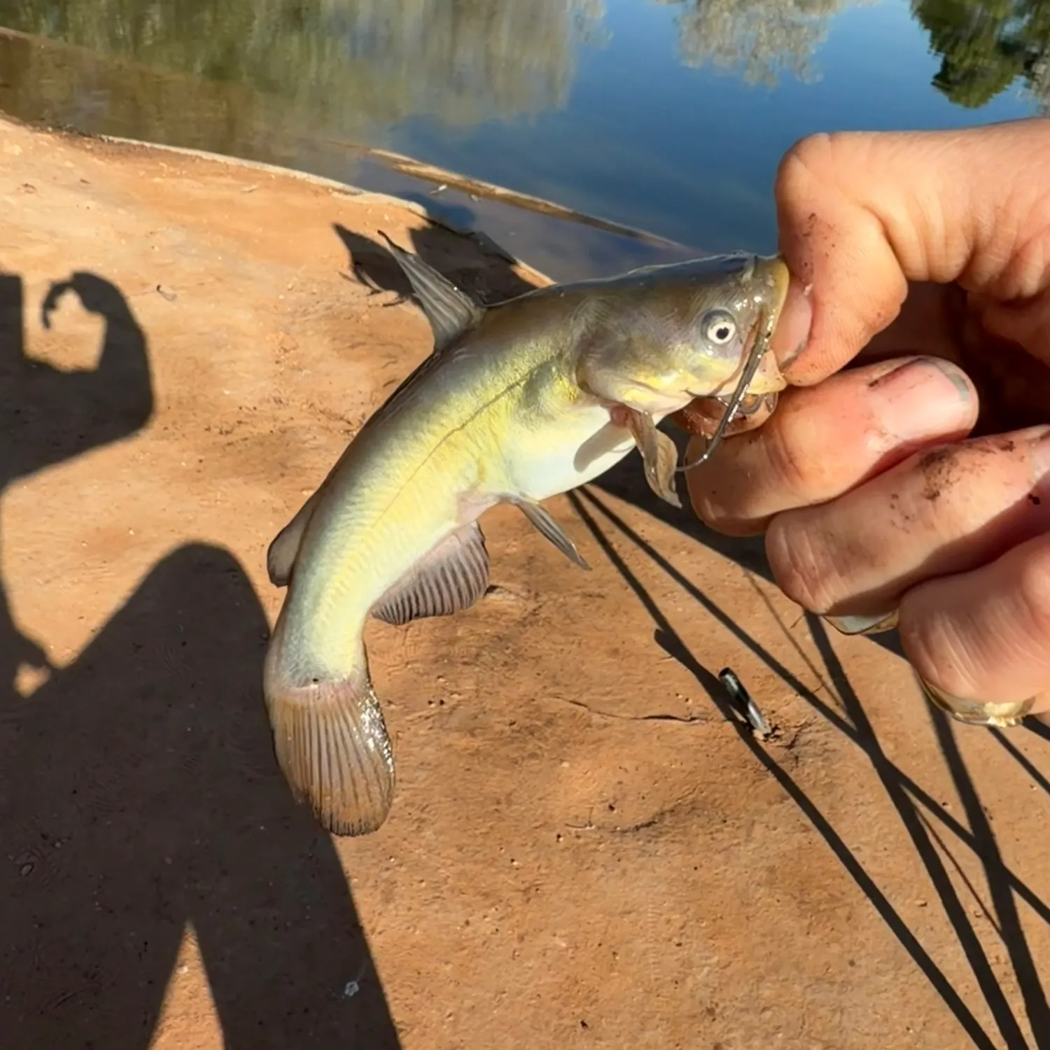 Black bullhead caught on Fishbrain