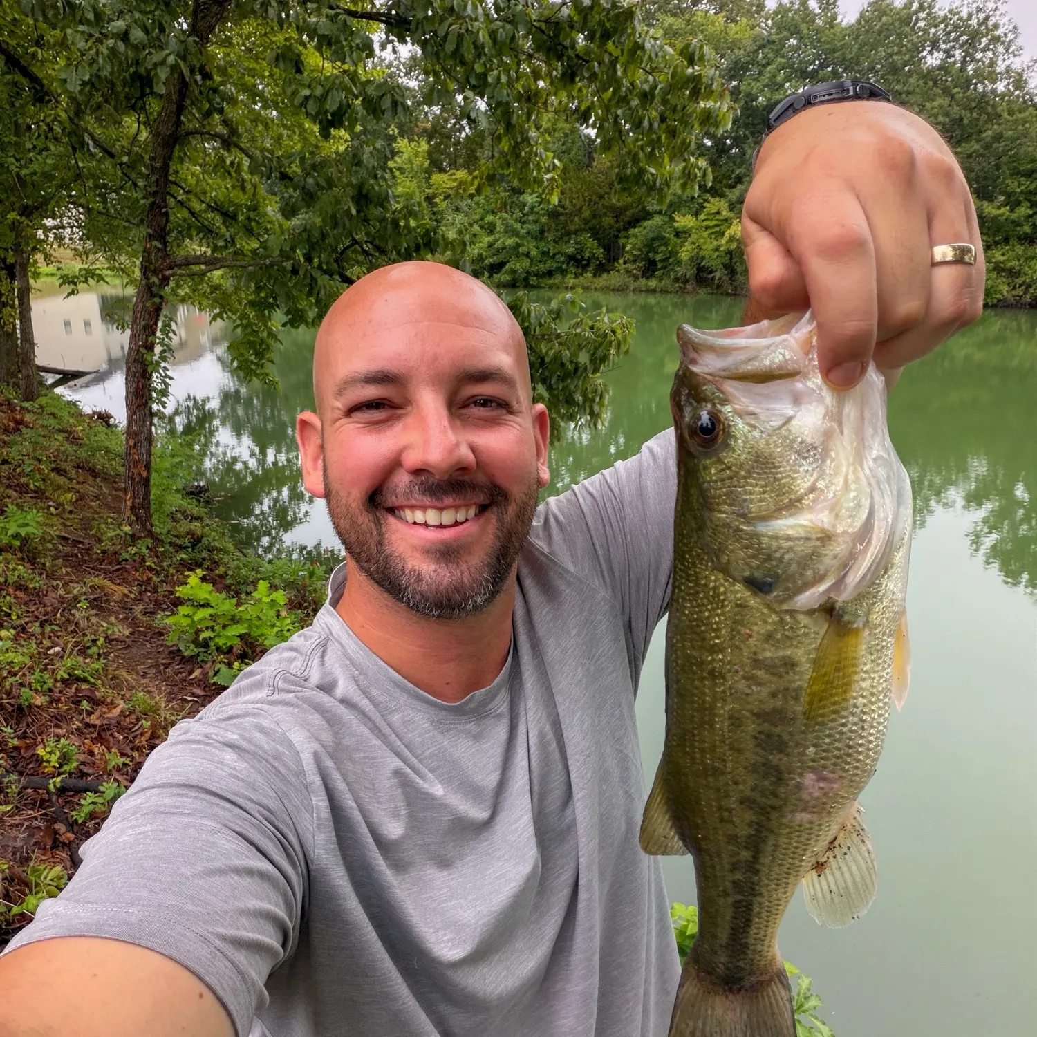 Largemouth bass caught on Fishbrain