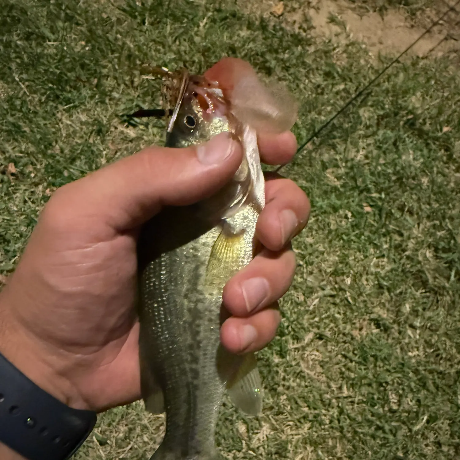 Fish caught on Fishbrain
