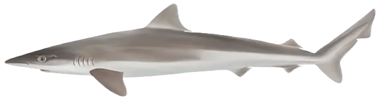 Tope shark