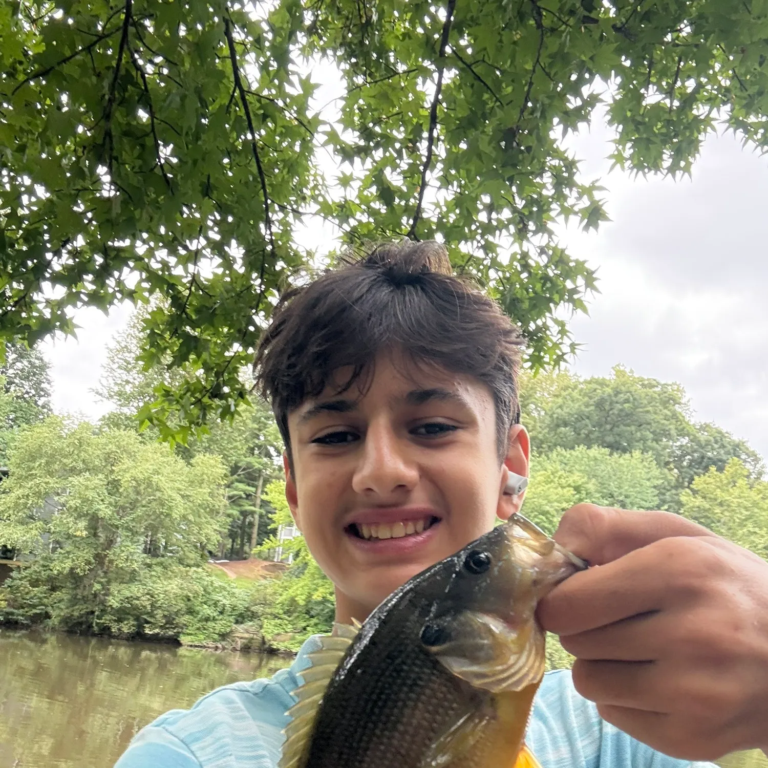Green sunfish caught on Fishbrain