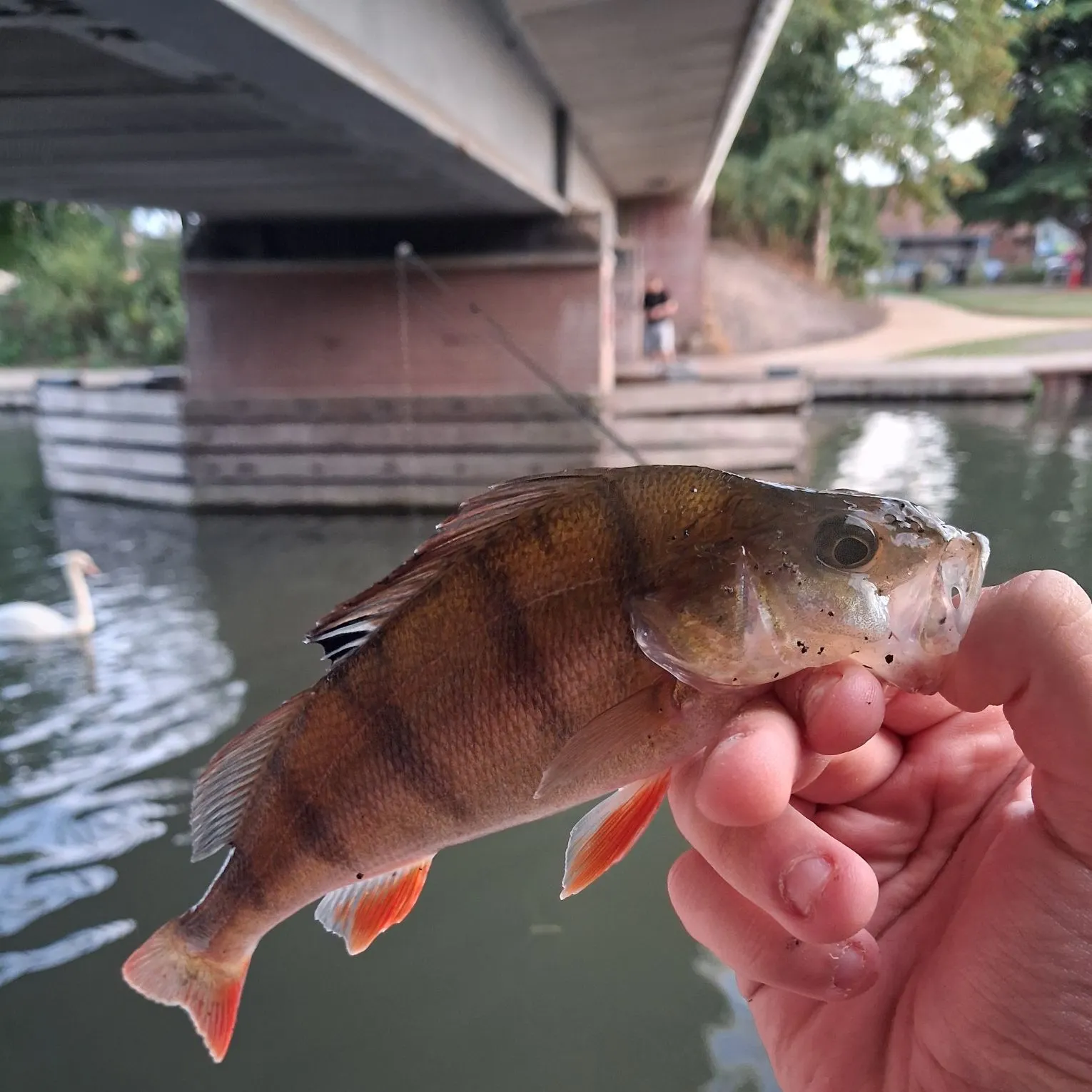 European perch caught on Fishbrain