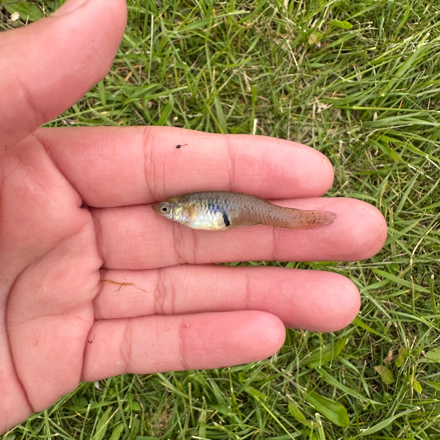 The most recent Eastern mosquitofish catches on Fishbrain