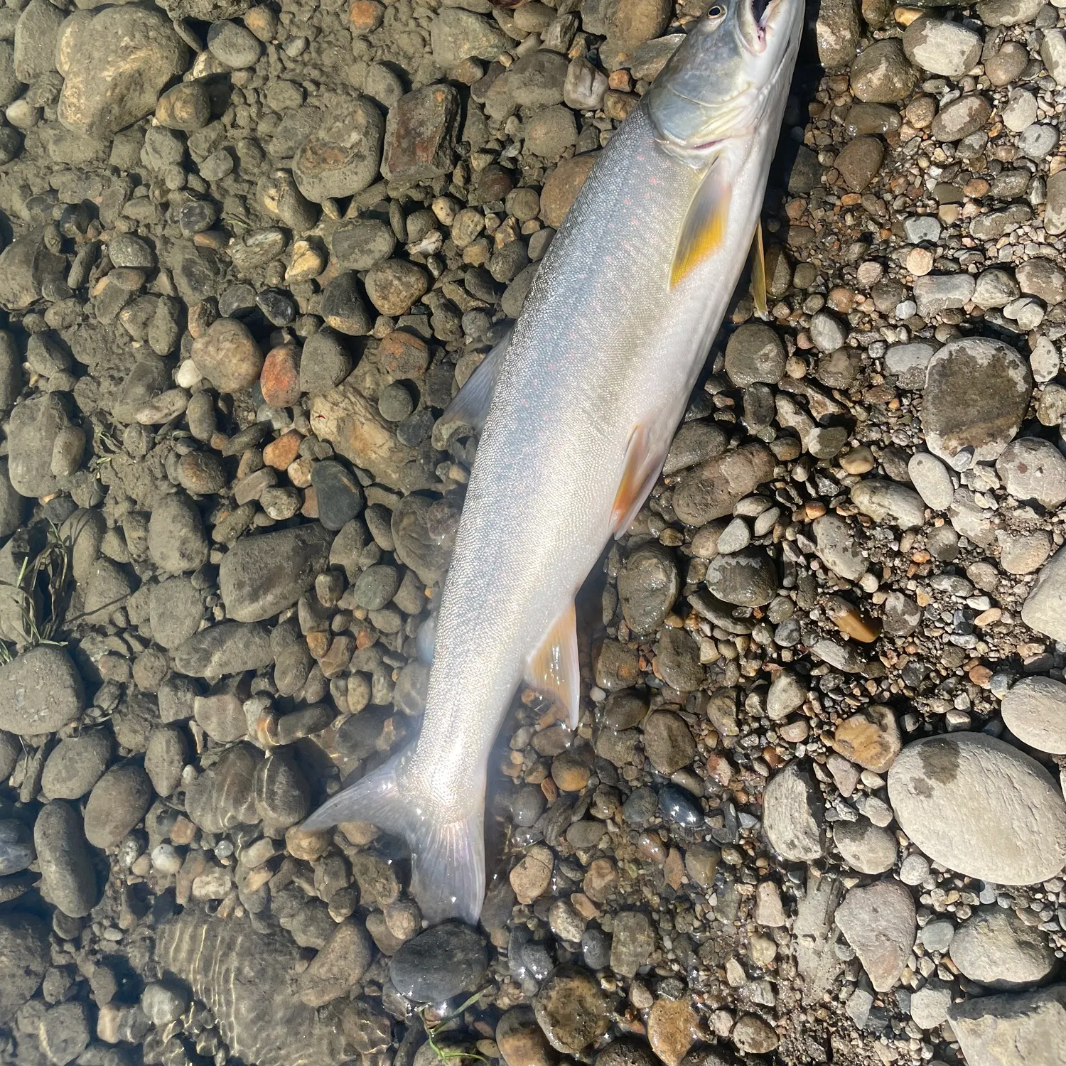 The most recent Bull trout catches on Fishbrain