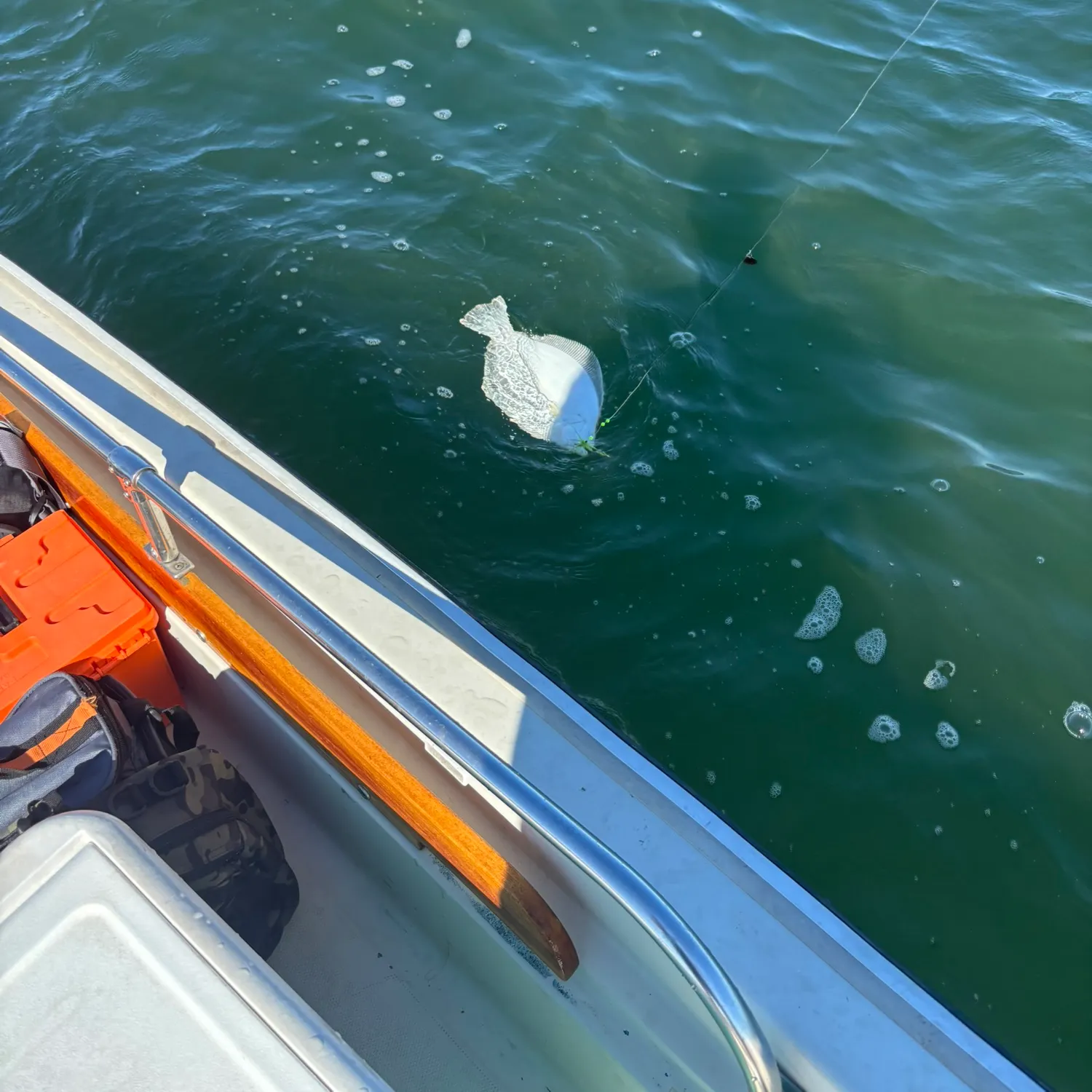 Summer flounder caught on Fishbrain
