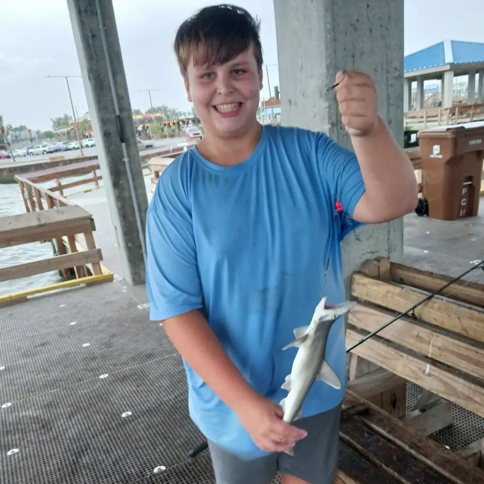 The most recent Great hammerhead shark catches on Fishbrain