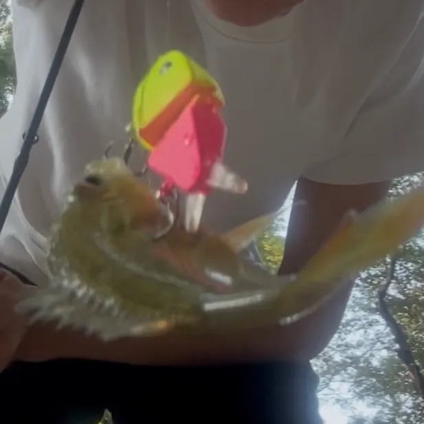 Bluegill caught on Fishbrain