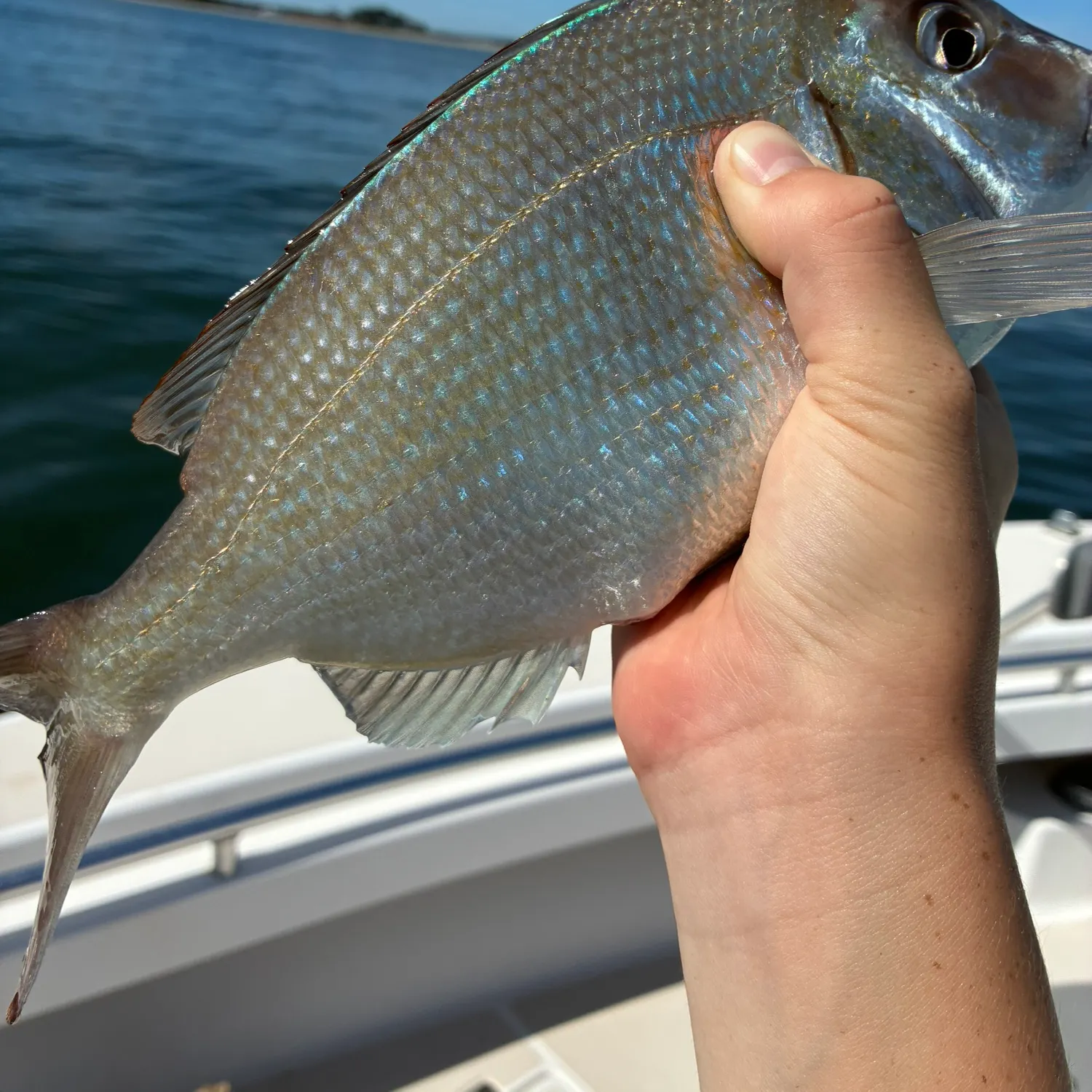 Scup caught on Fishbrain