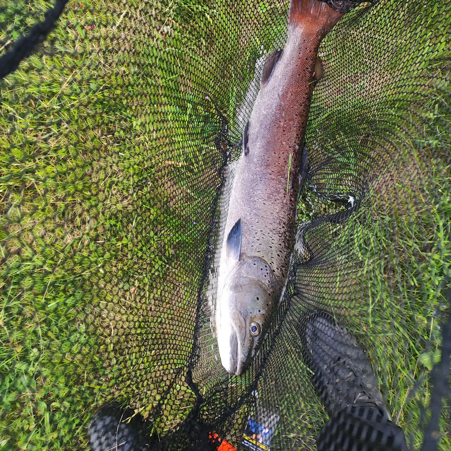 The most recent Huchen catches on Fishbrain