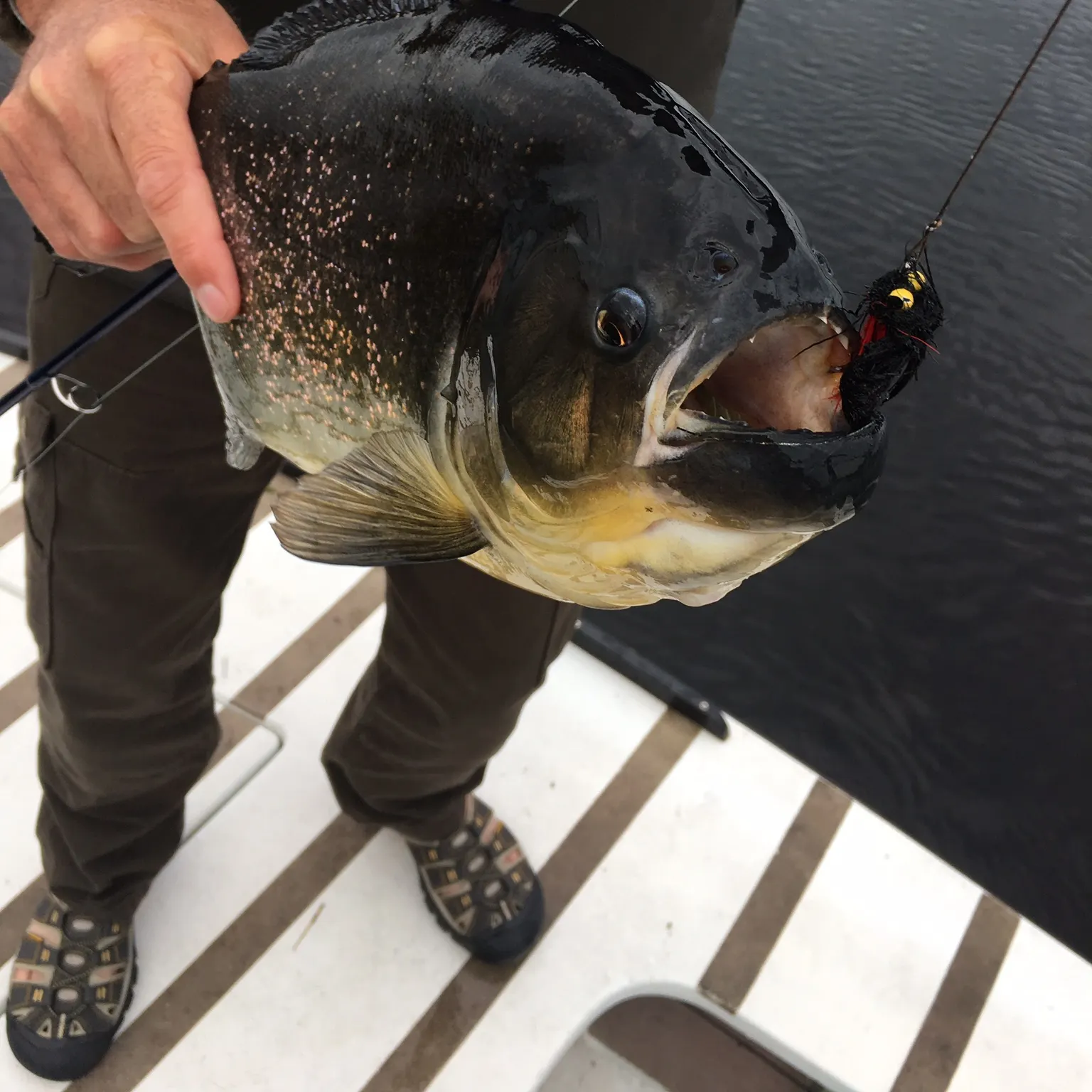 The most recent Redeye piranha catches on Fishbrain