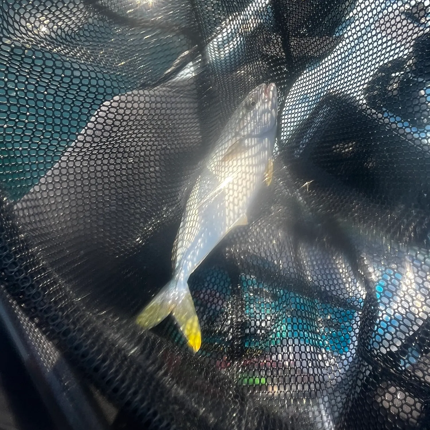 The most recent Southern yellowtail amberjack catches on Fishbrain