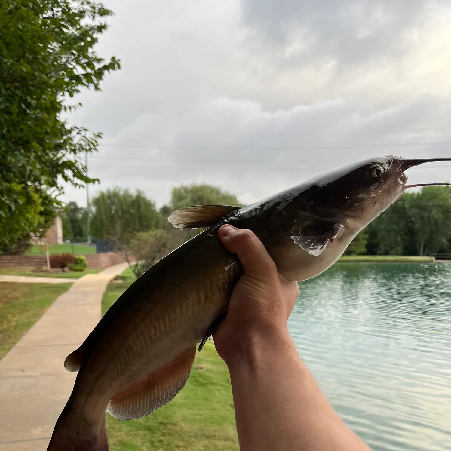 Channel catfish caught on Fishbrain