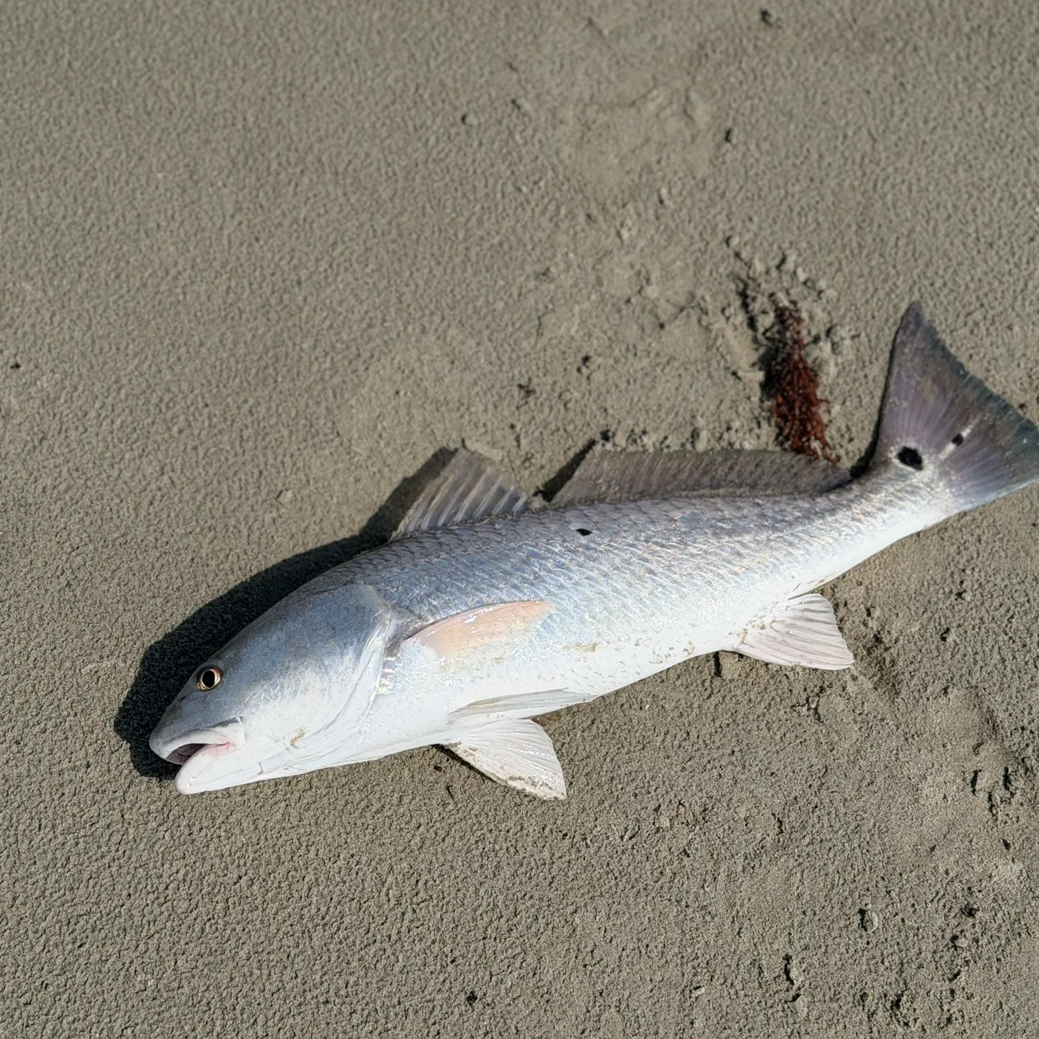 Red drum caught on Fishbrain