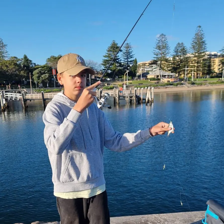 The most recent Silver sweep catches on Fishbrain