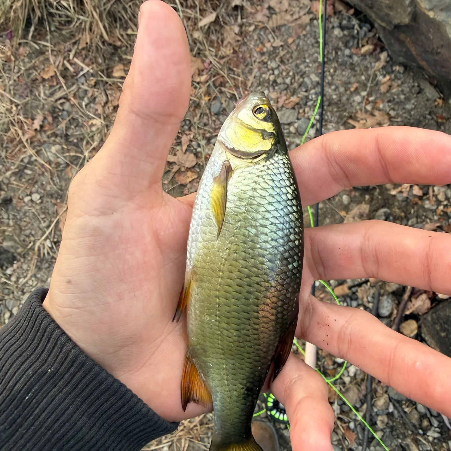 Golden shiner caught on Fishbrain