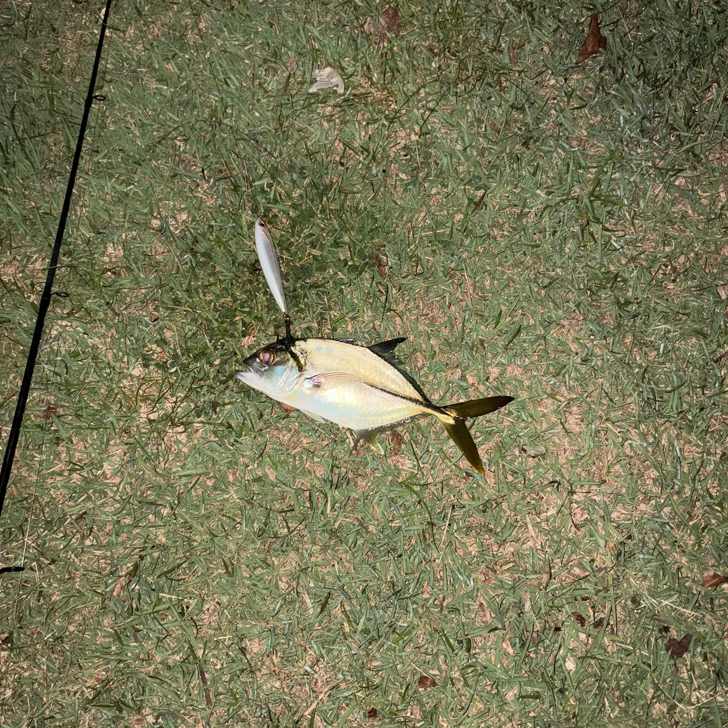 The most recent Permit catches on Fishbrain