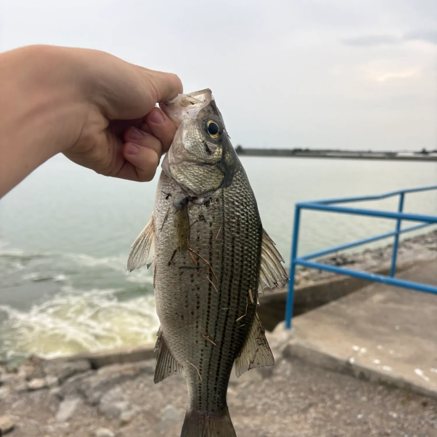 White bass caught on Fishbrain