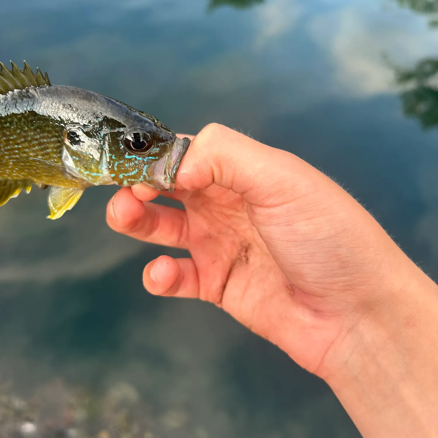 Greengill hybrid caught on Fishbrain