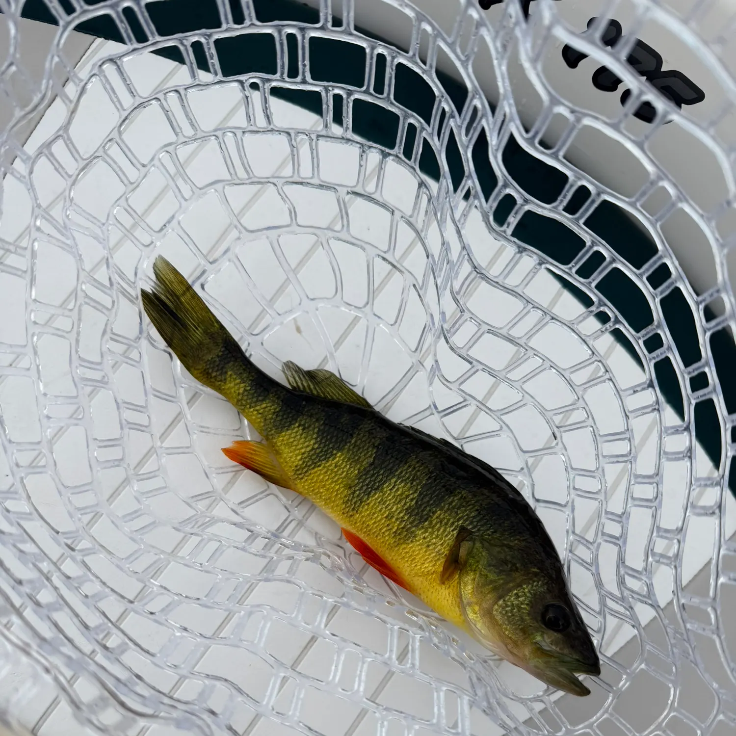 Yellow perch caught on Fishbrain