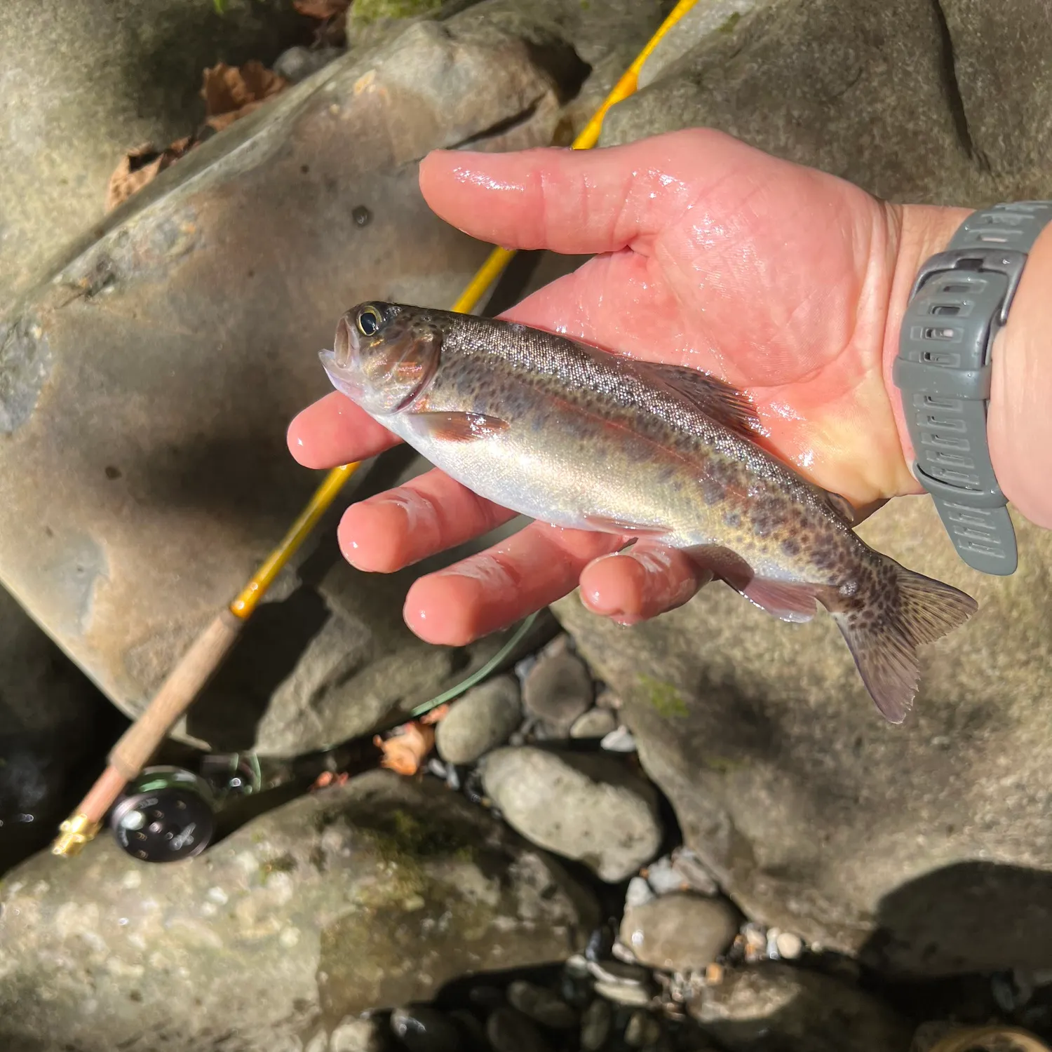 Rainbow trout caught on Fishbrain