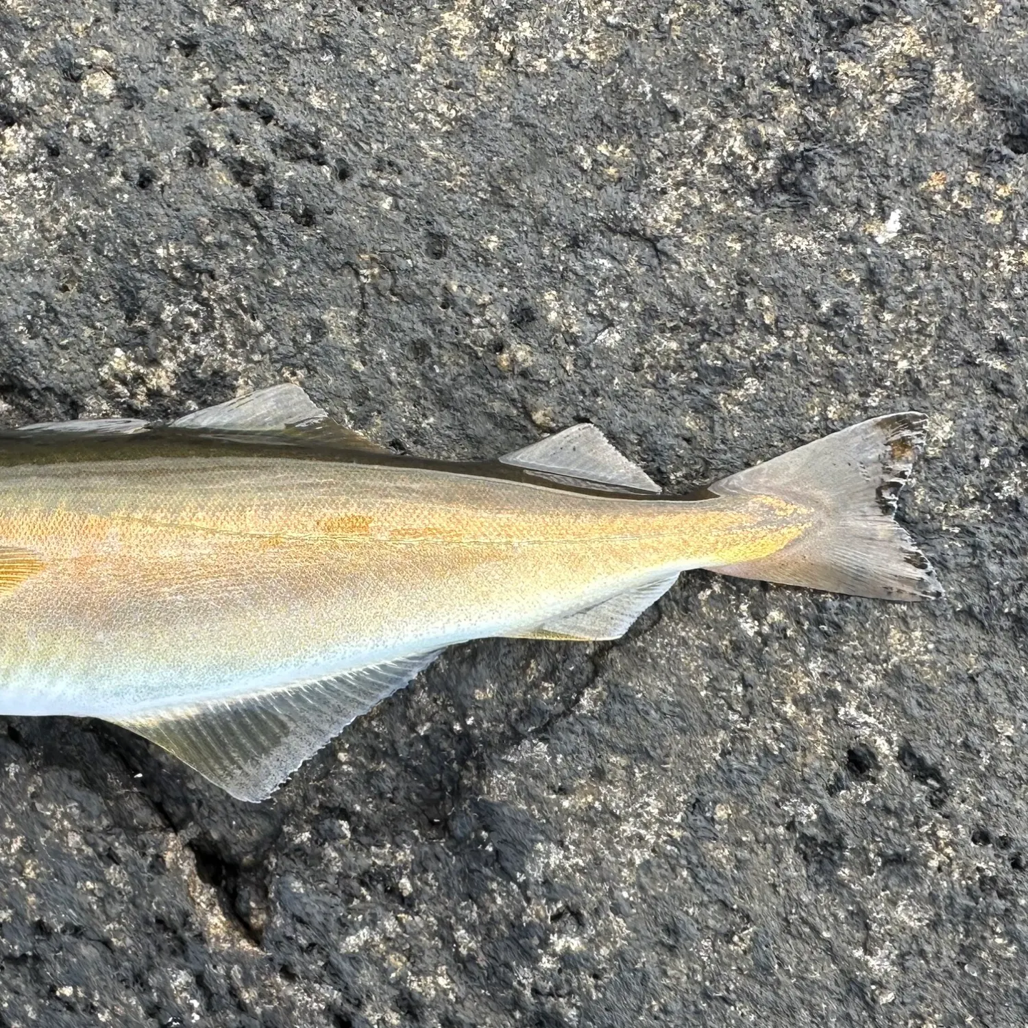 Pollack caught on Fishbrain