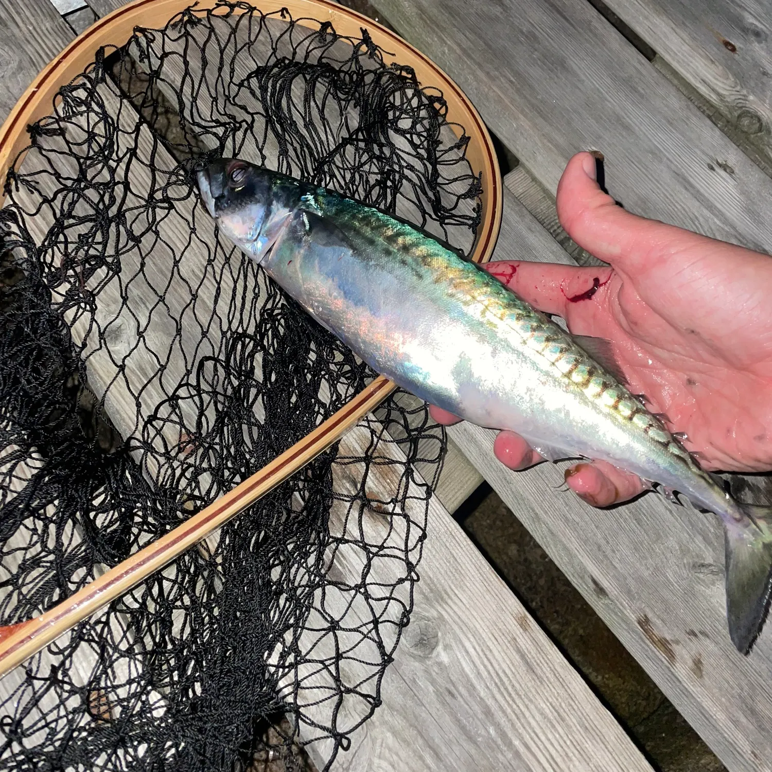 Atlantic mackerel caught on Fishbrain
