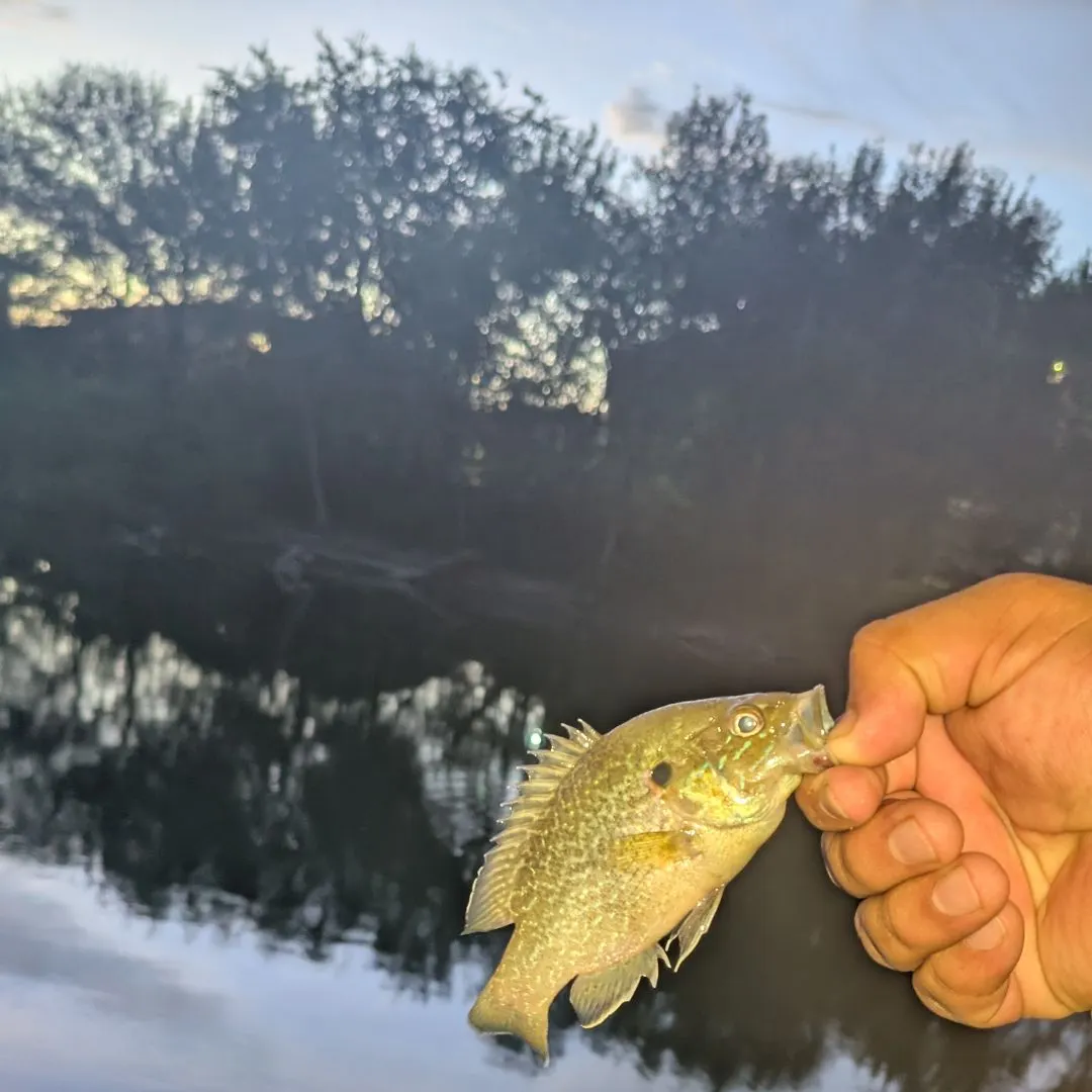 Greengill hybrid caught on Fishbrain