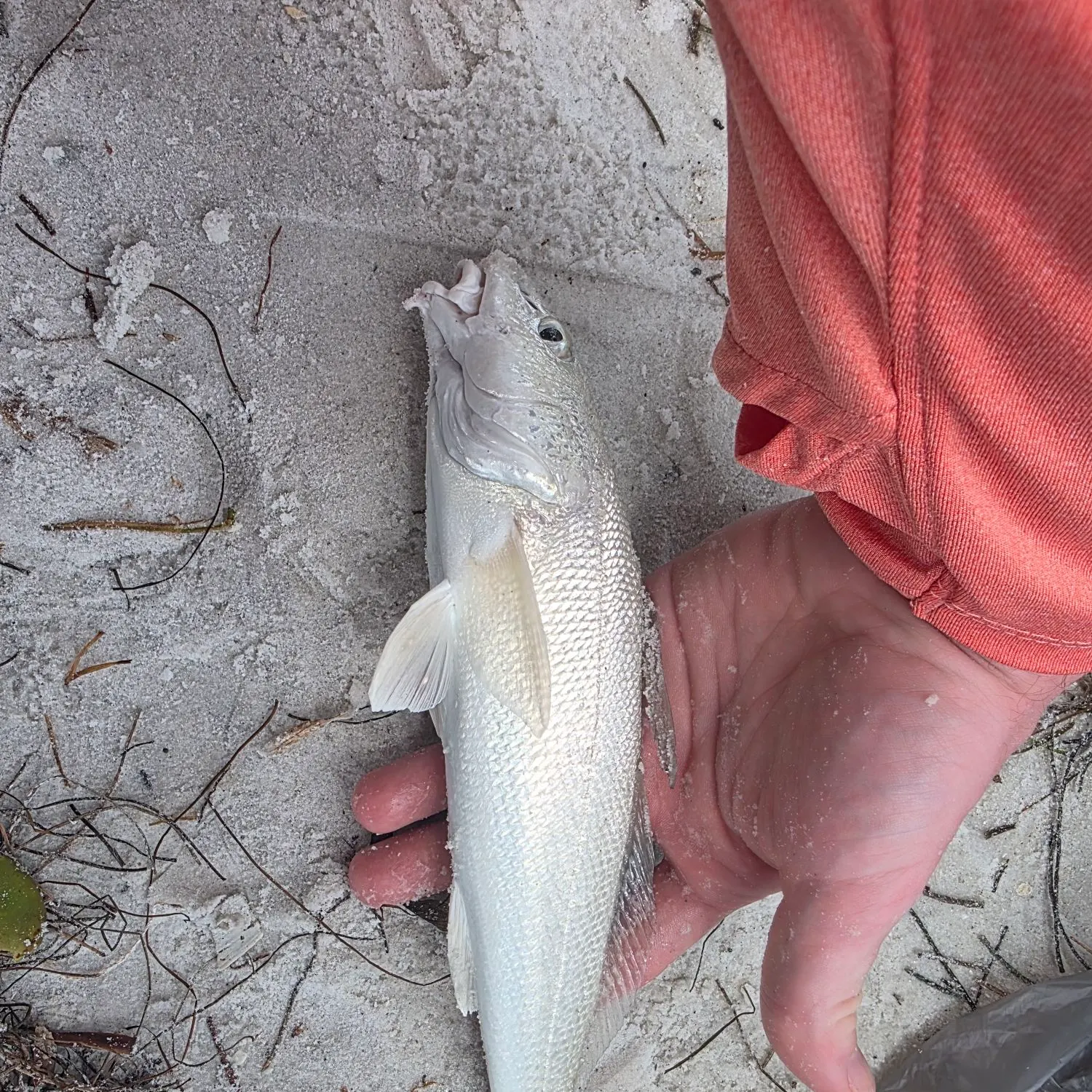 Gulf kingcroaker caught on Fishbrain
