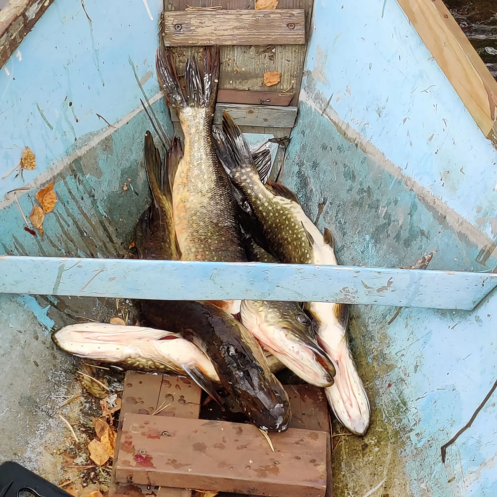 recently logged catches