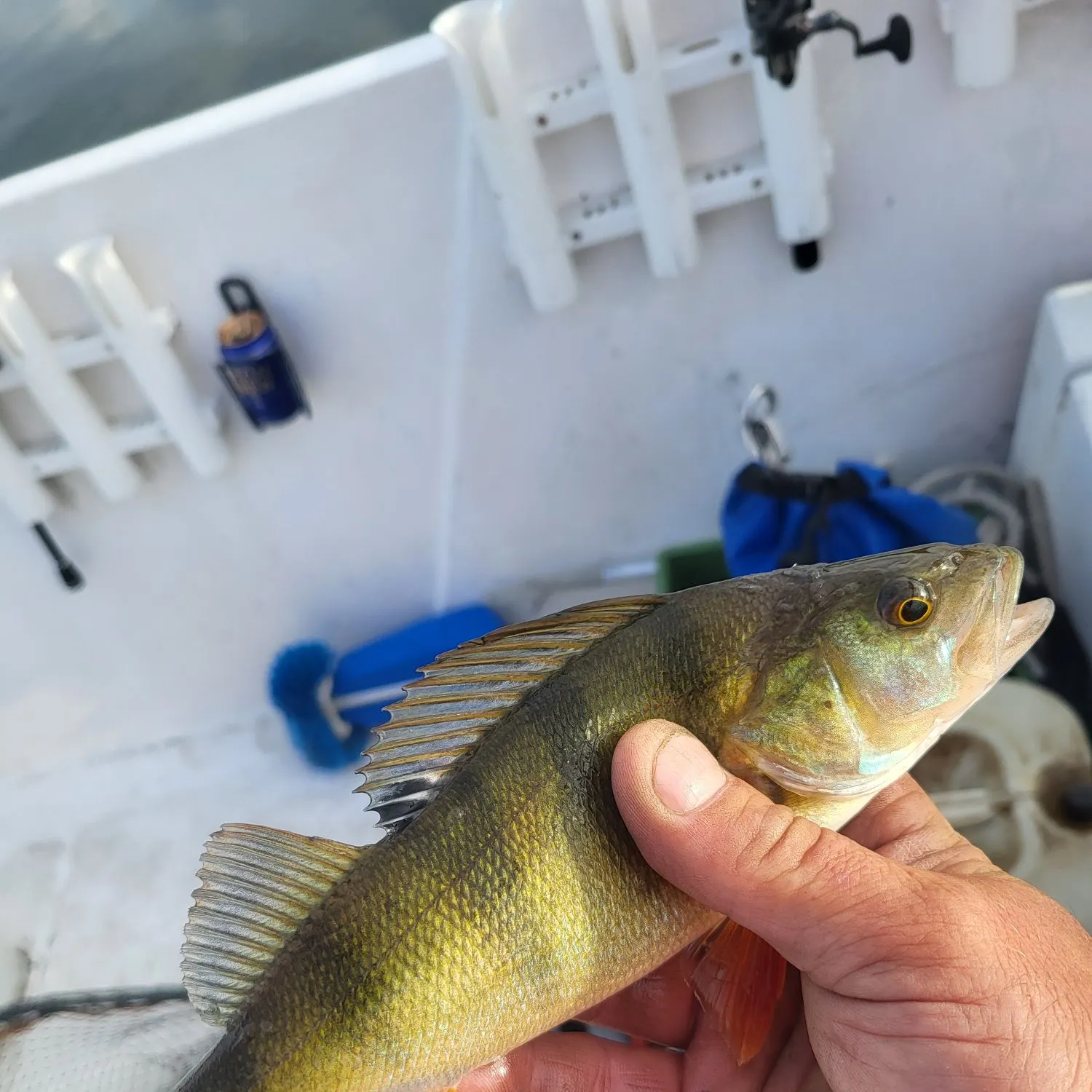 European perch caught on Fishbrain