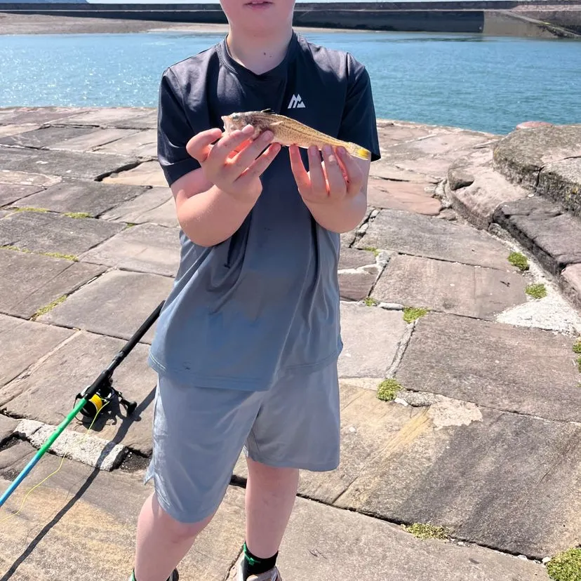 The most recent Lesser weever catches on Fishbrain