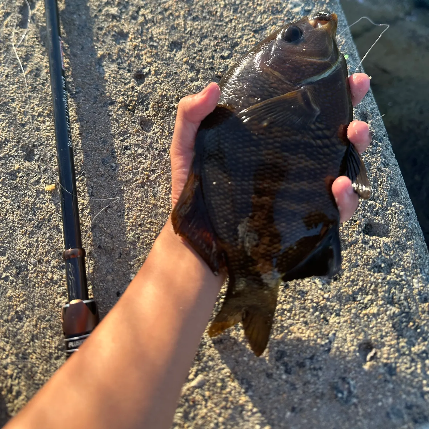 Black perch caught on Fishbrain