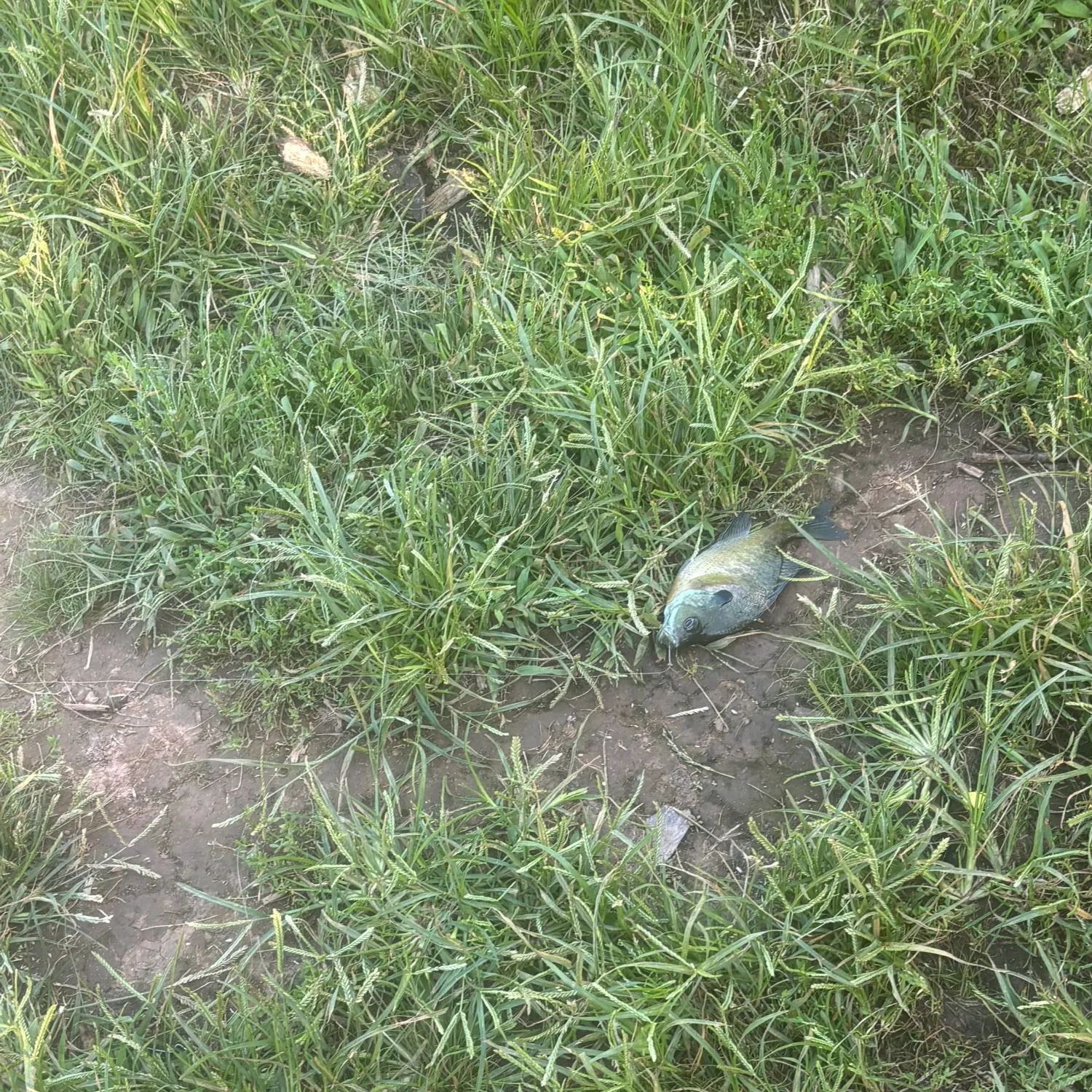 Bluegill caught on Fishbrain