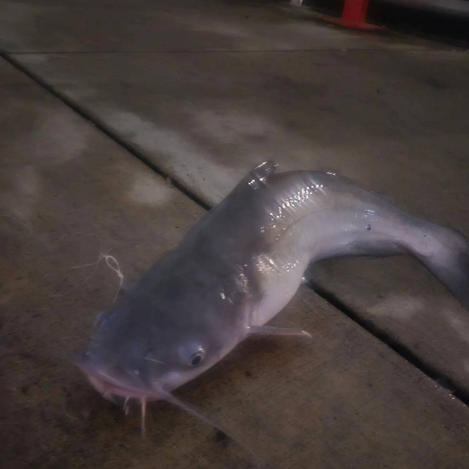 Channel catfish caught on Fishbrain
