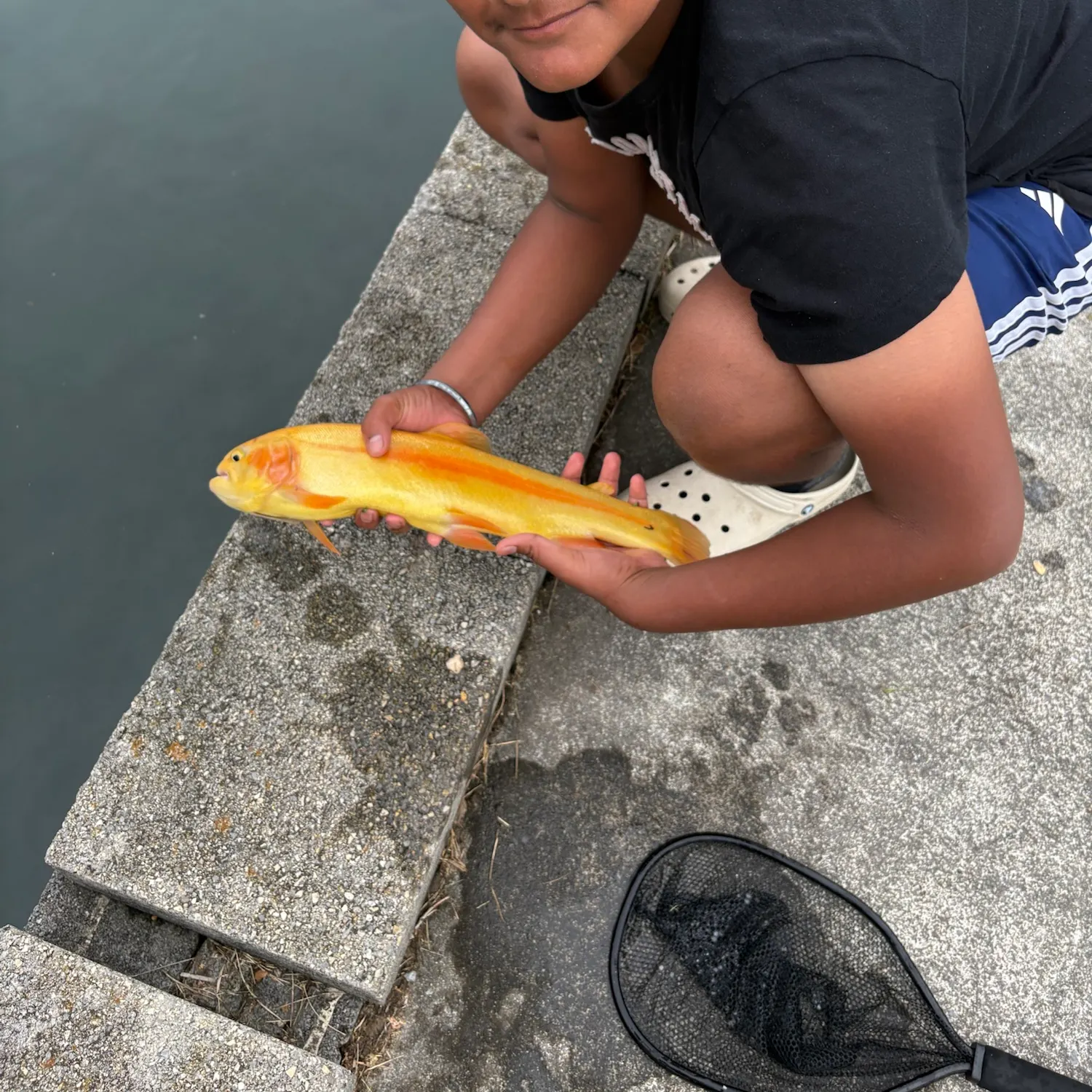 Golden rainbow trout caught on Fishbrain