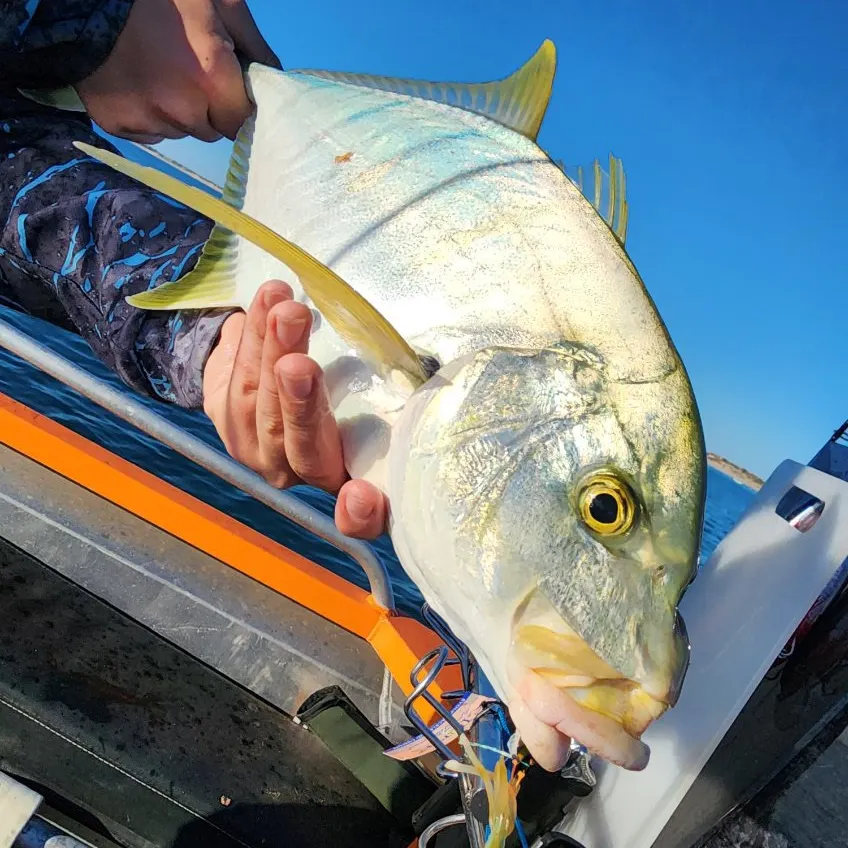 The most recent Golden trevally catches on Fishbrain