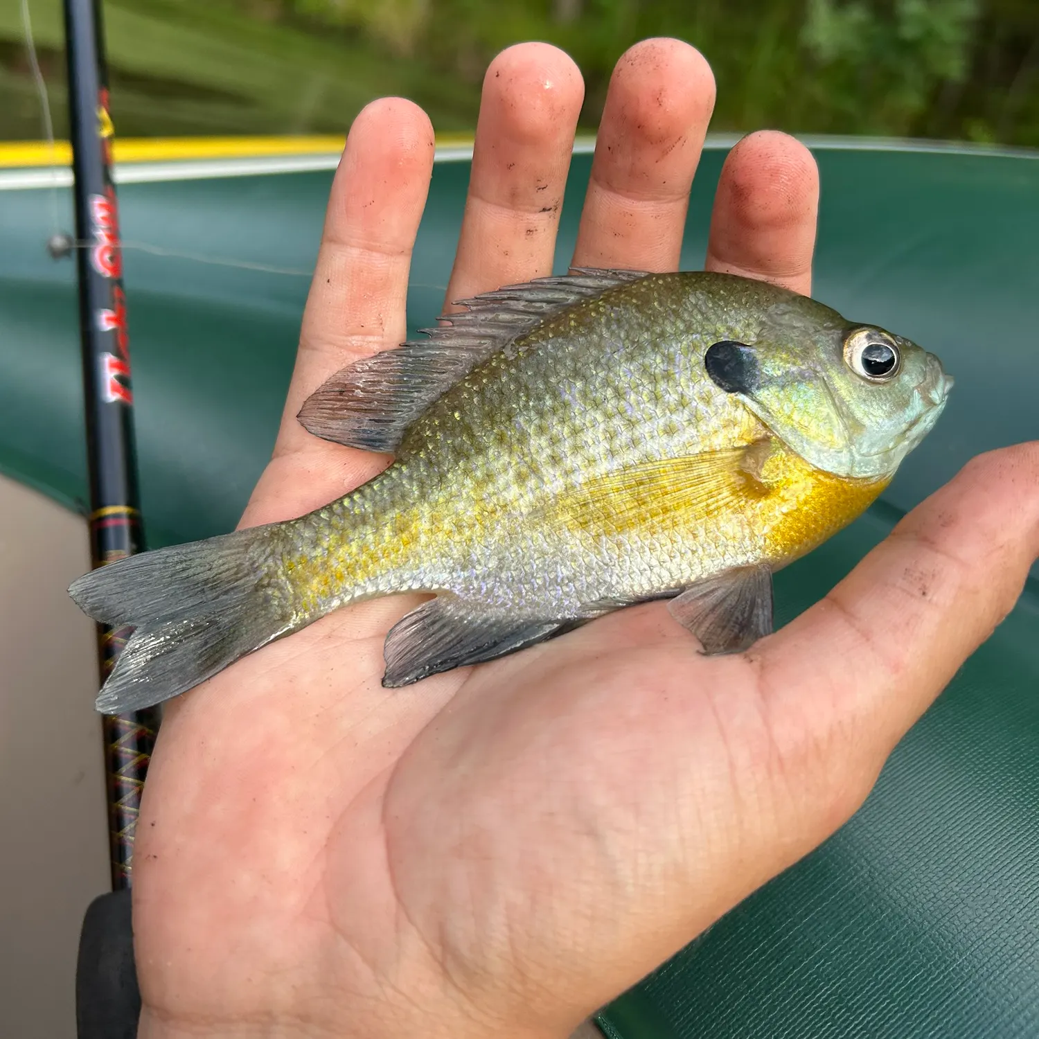 Bluegill caught on Fishbrain