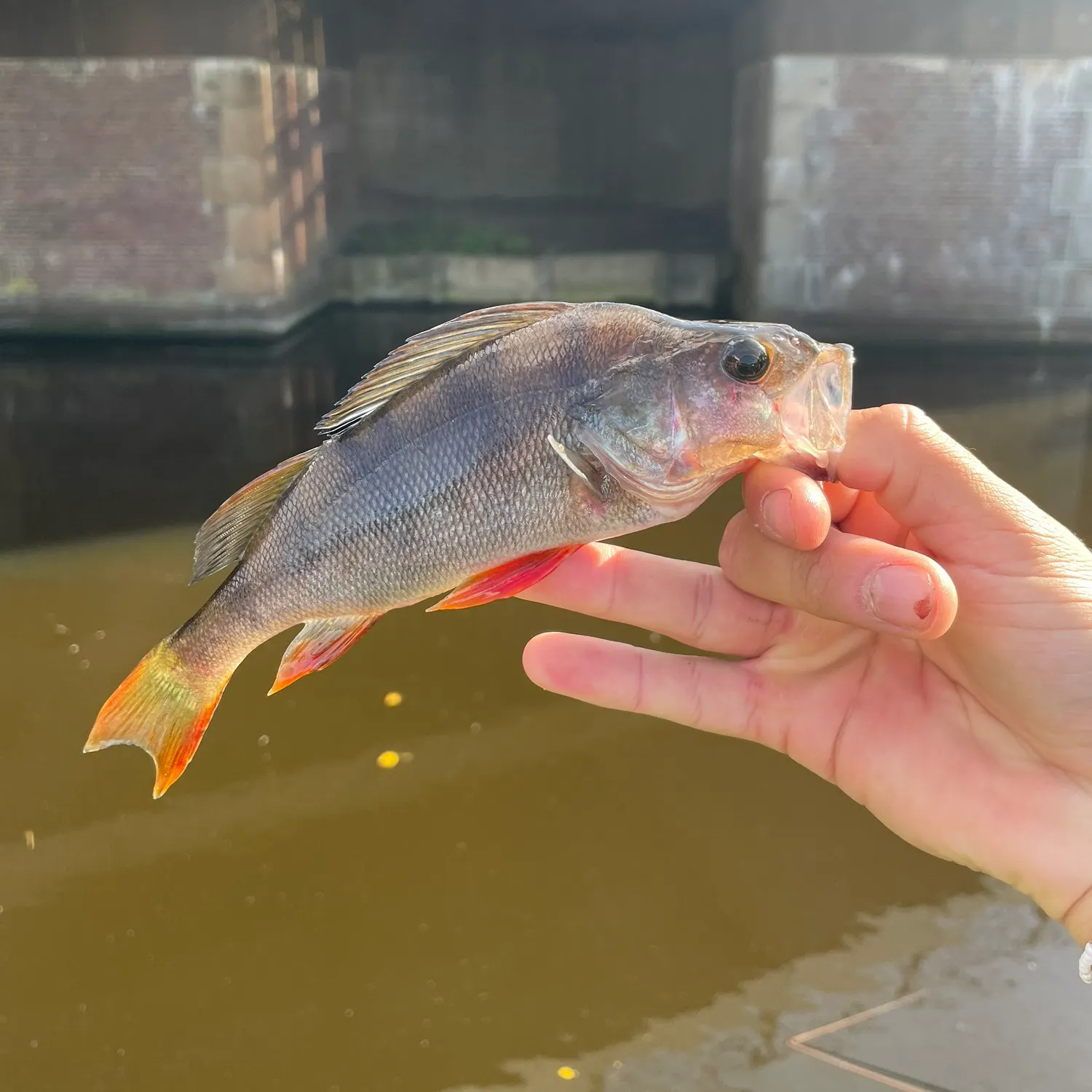 European perch caught on Fishbrain