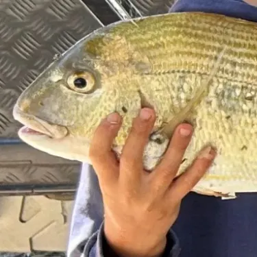 Goldlined seabream caught on Fishbrain