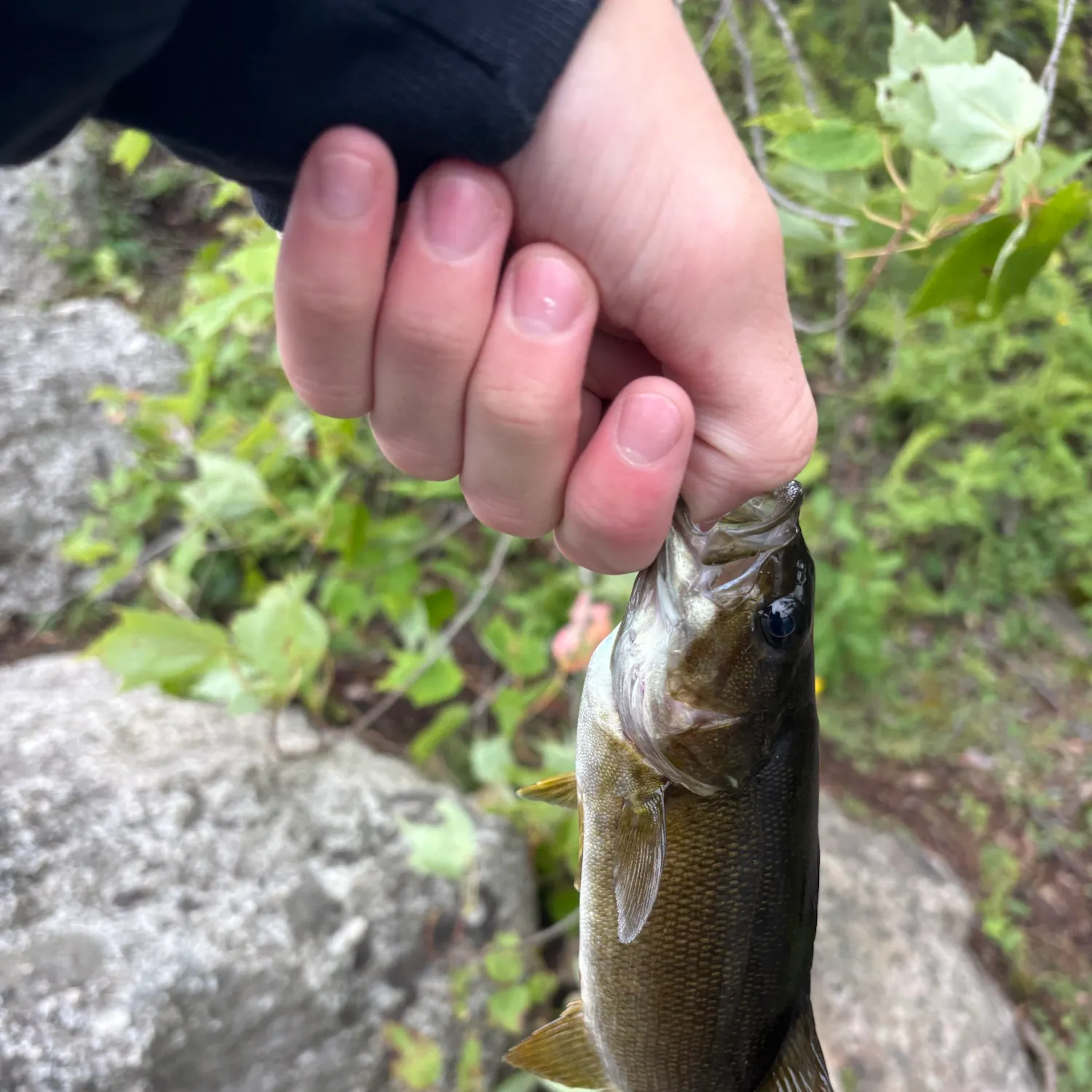 Smallmouth bass caught on Fishbrain
