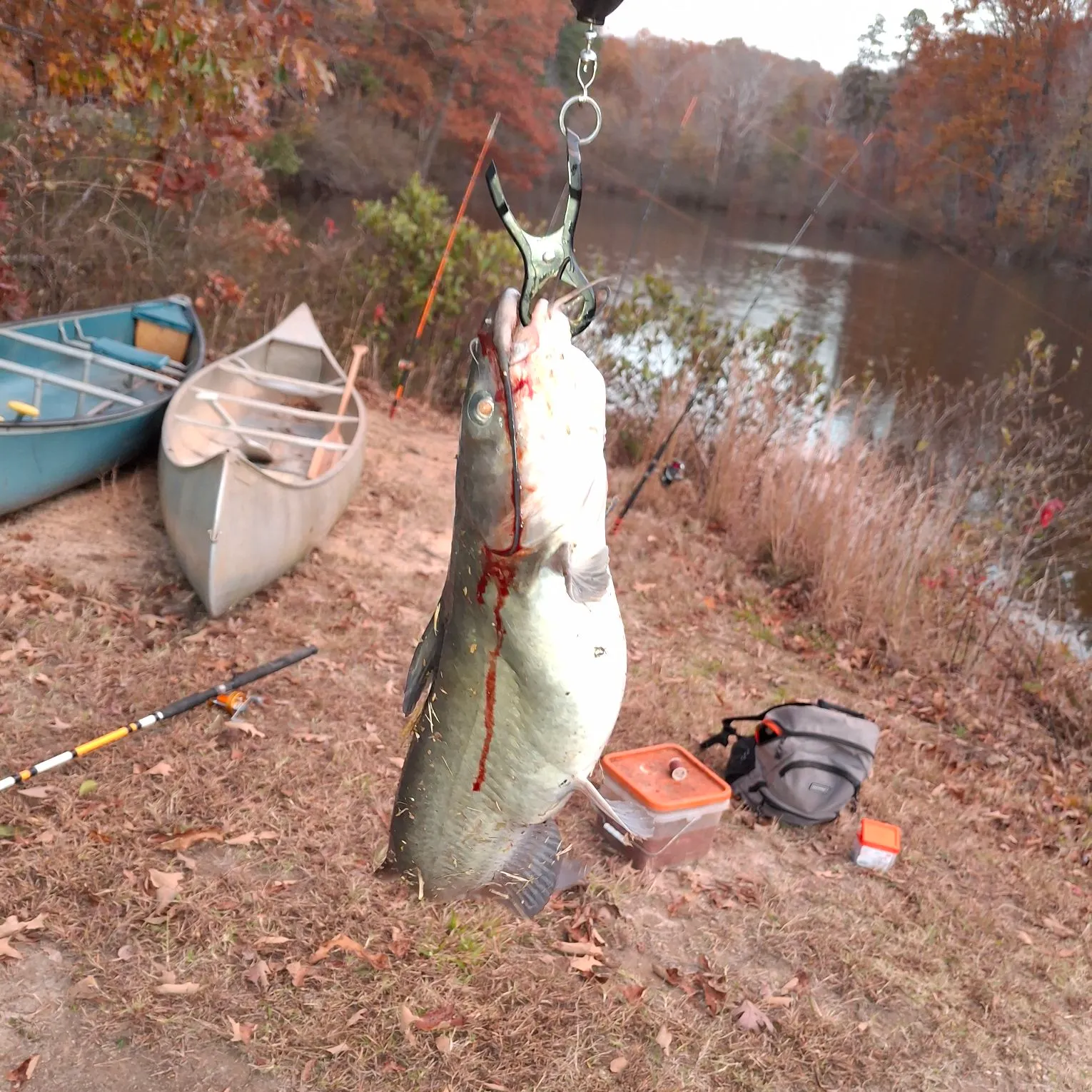 recently logged catches