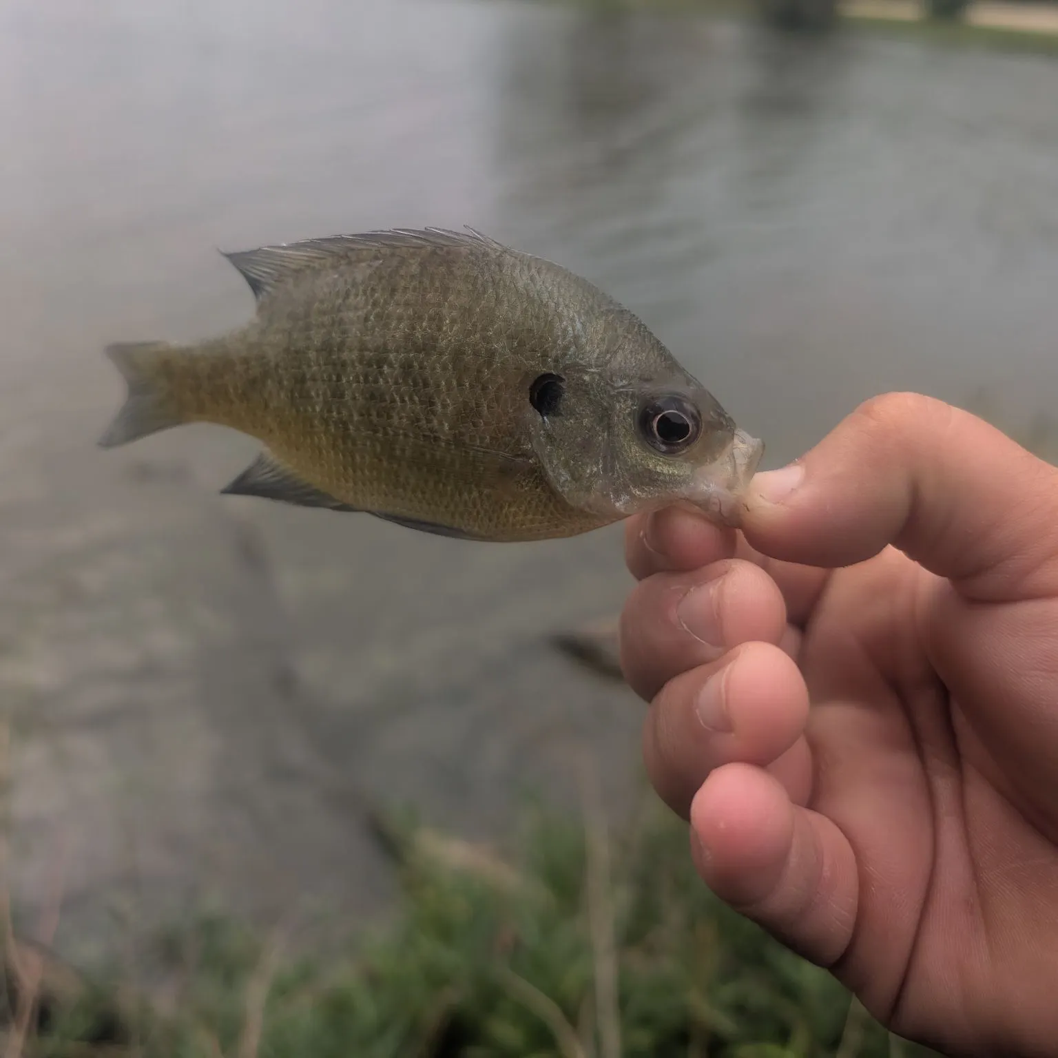 Bluegill caught on Fishbrain