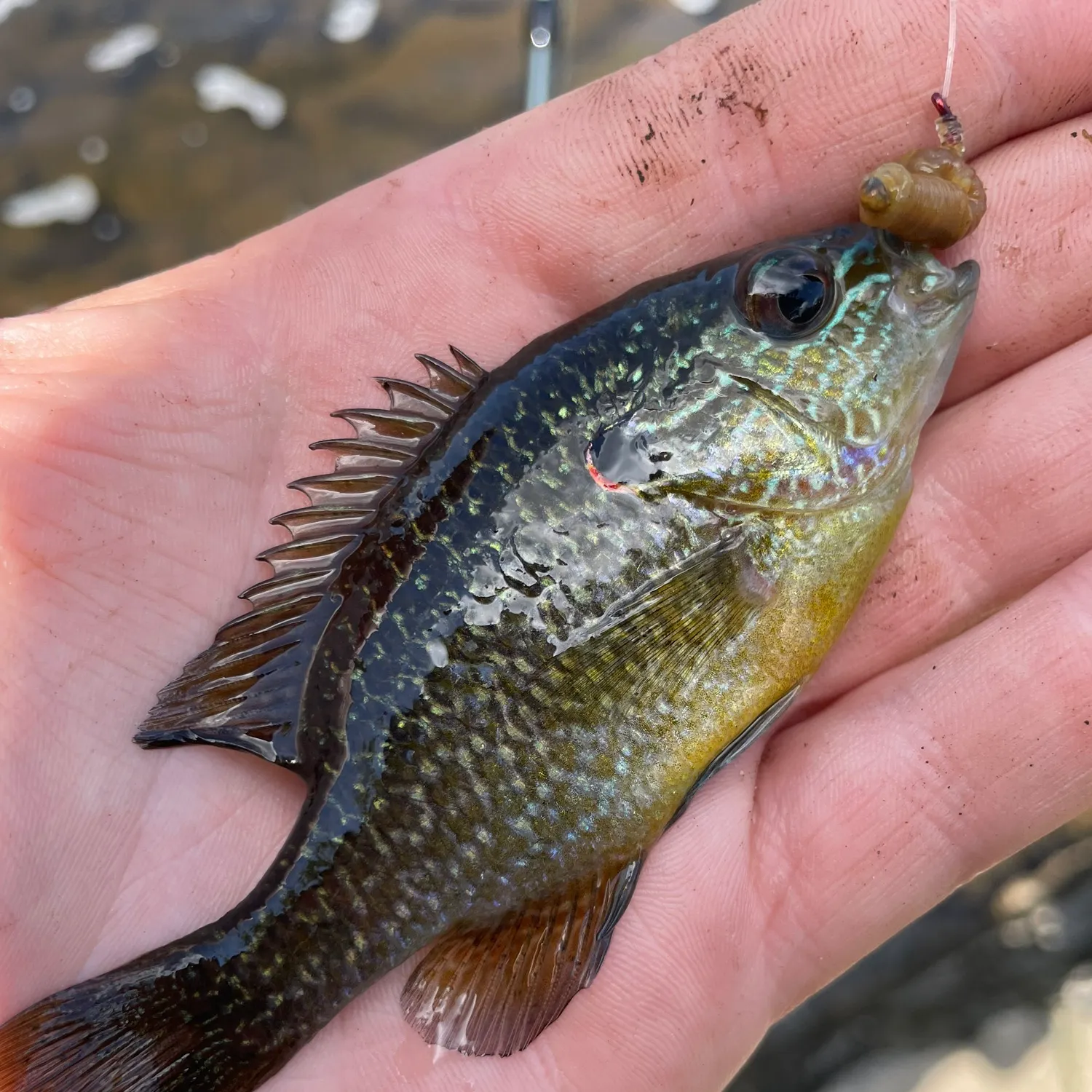 The most recent Northern sunfish catches on Fishbrain