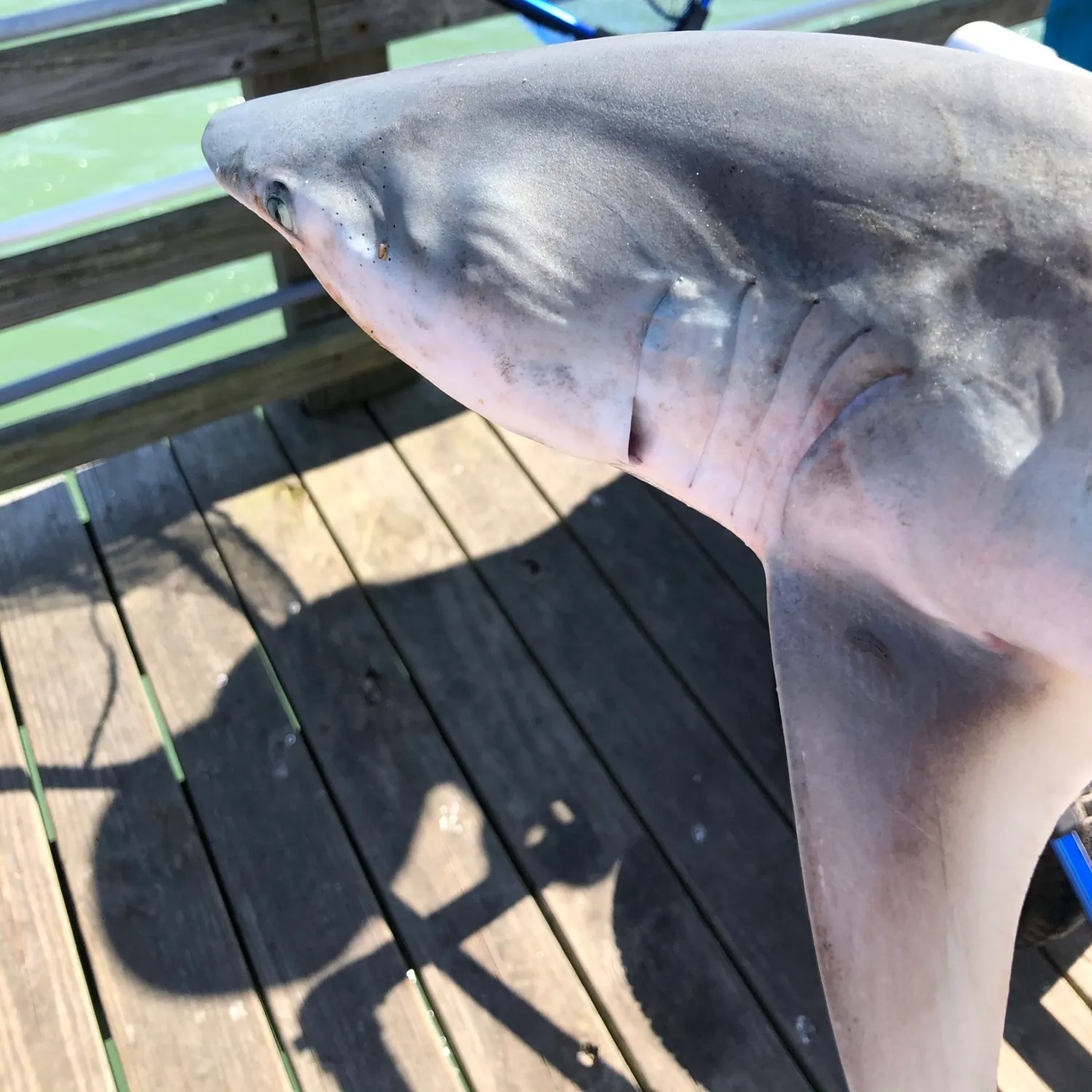 The most recent Bull shark catches on Fishbrain