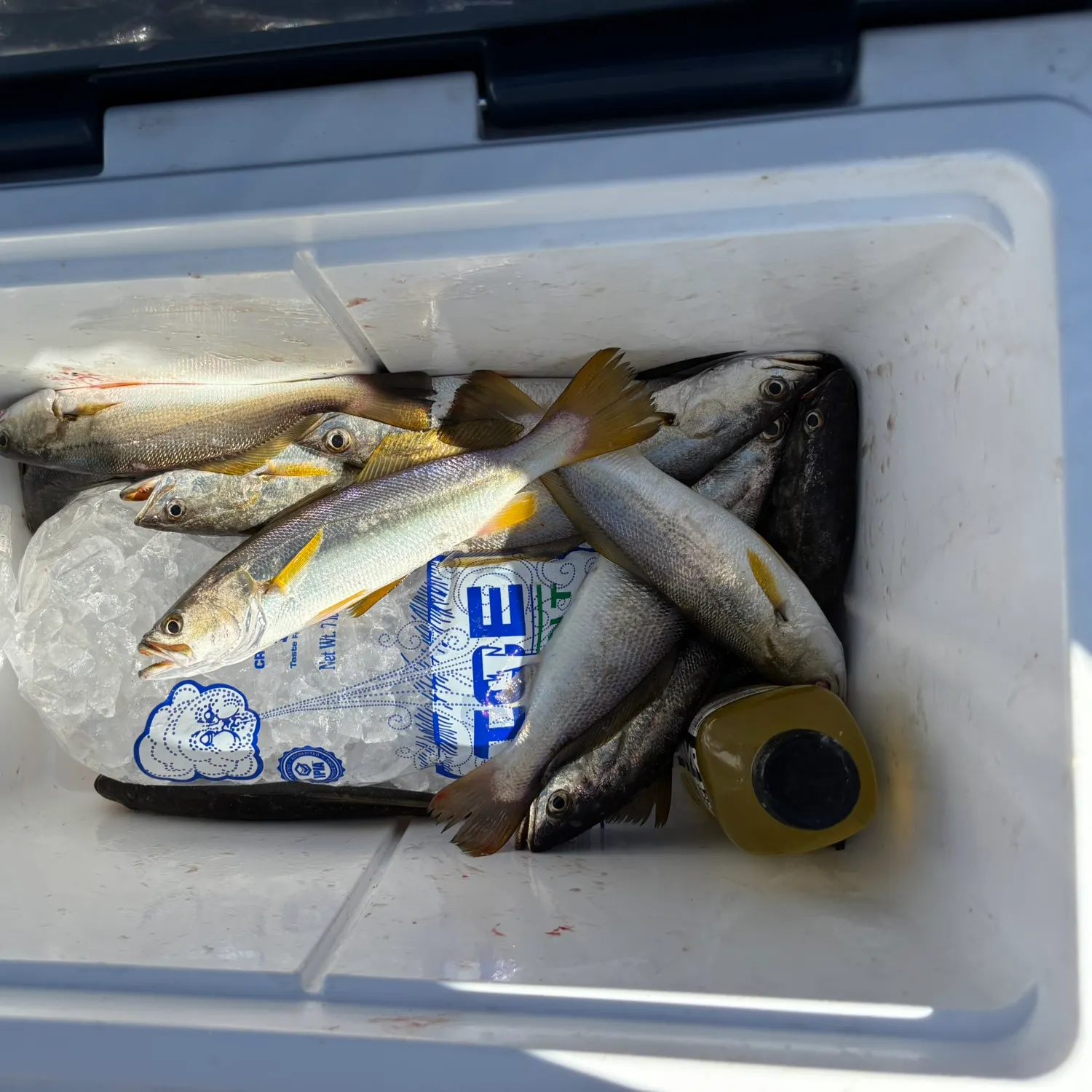 White mullet caught on Fishbrain