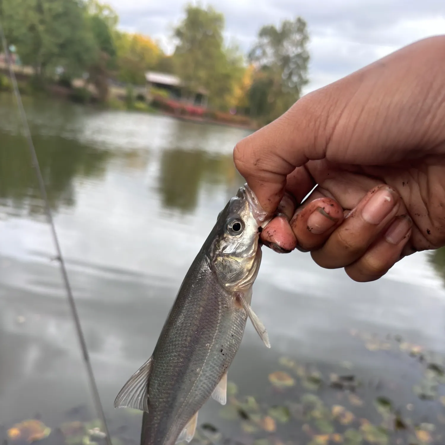 Umpqua pikeminnow caught on Fishbrain