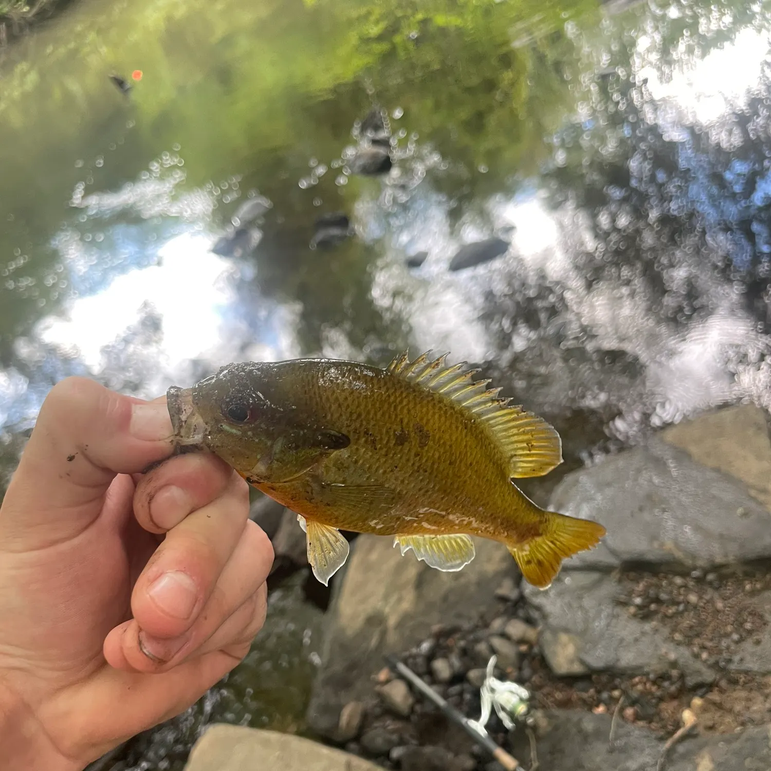 Green sunfish caught on Fishbrain