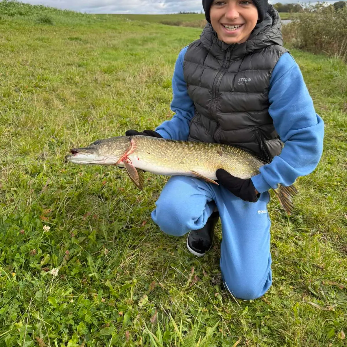 Northern pike caught on Fishbrain