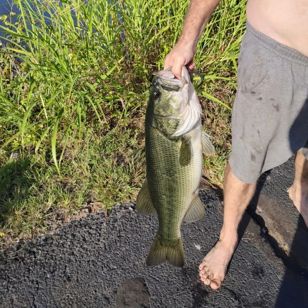 The most recent Largemouth bass catches on Fishbrain