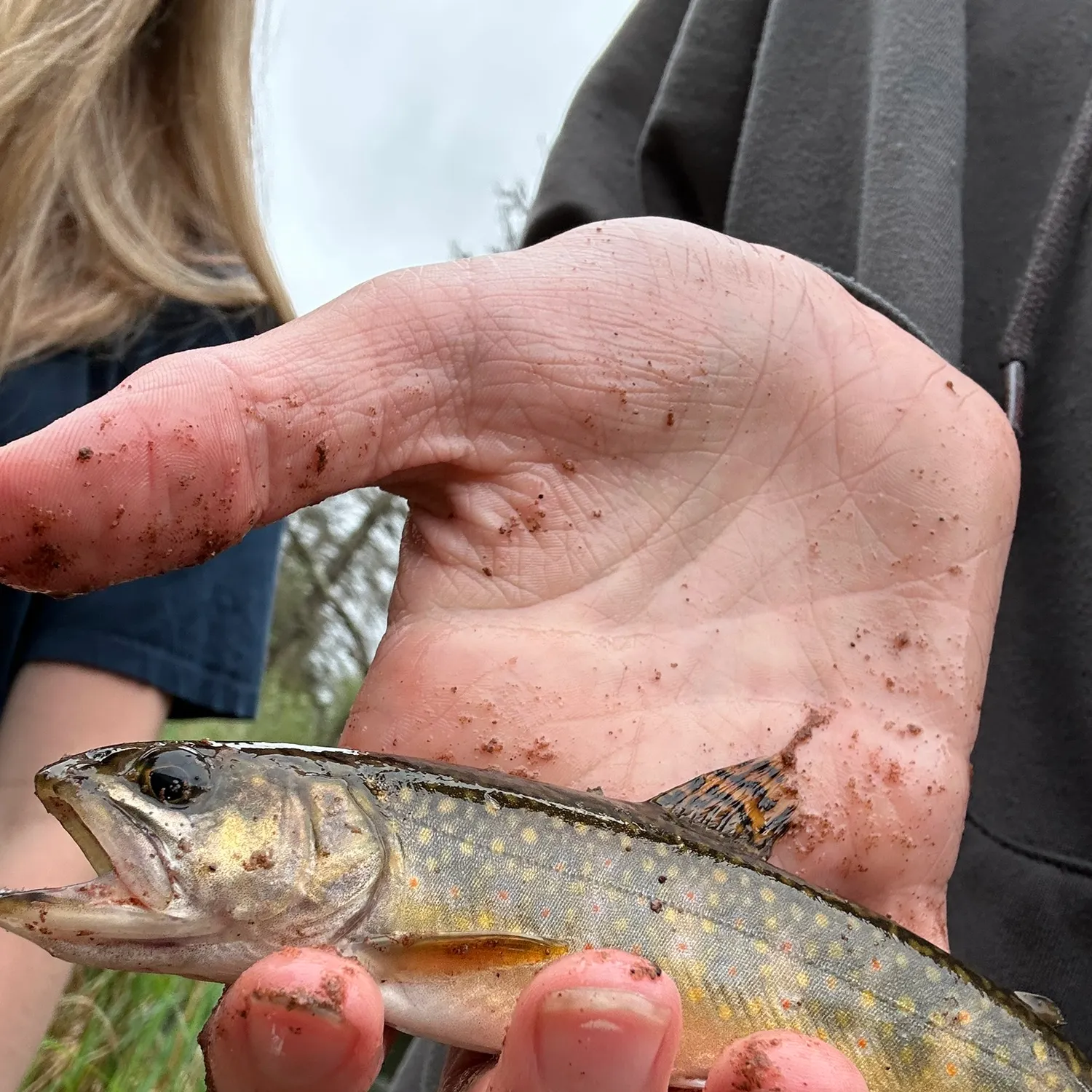 Brook trout caught on Fishbrain